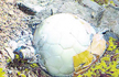 ’Bomb-like’ object could be ice-cream ball: Police
